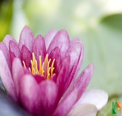 Tranh dán tường Hàn Quốc hoa súng FW - 214